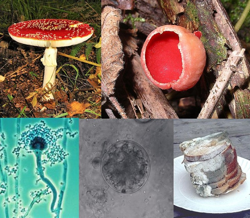 a text about fungi and the latest scientific findings in 2023.